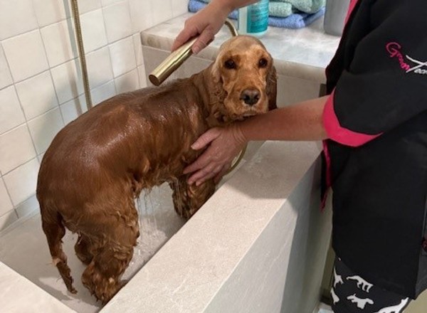 Dog Wash Complete
